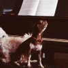 piano dogs